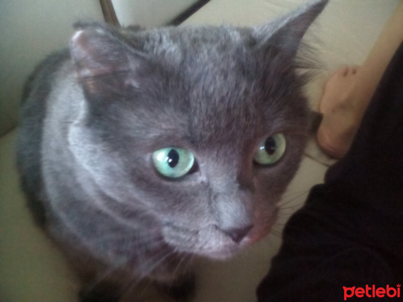 Chartreux, Kedi  gümüş fotoğrafı