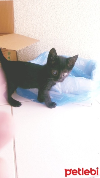 Tekir Kedi, Kedi  ZEYTİN fotoğrafı