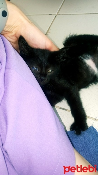 Tekir Kedi, Kedi  ZEYTİN fotoğrafı