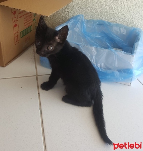 Tekir Kedi, Kedi  ZEYTİN fotoğrafı