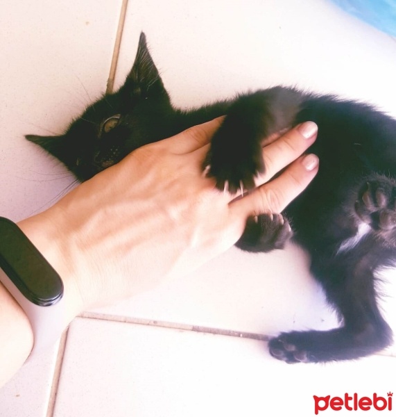 Tekir Kedi, Kedi  ZEYTİN fotoğrafı
