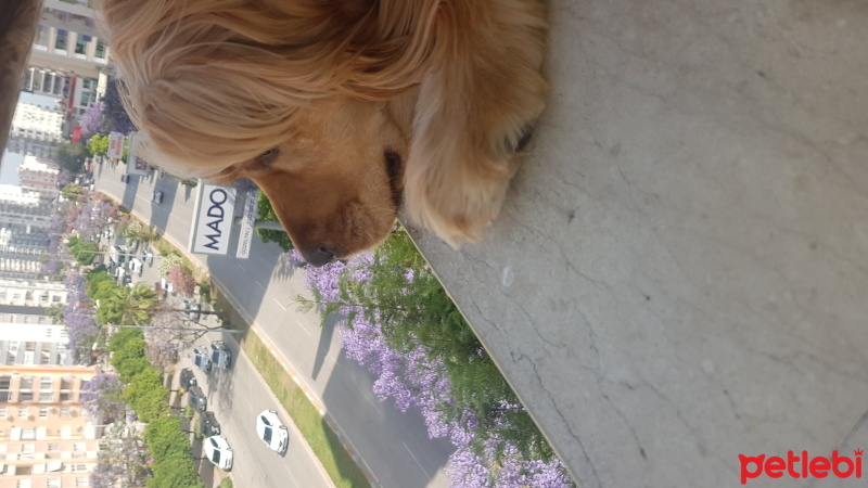 Amerikan Cocker Spaniel, Köpek  Lucky fotoğrafı