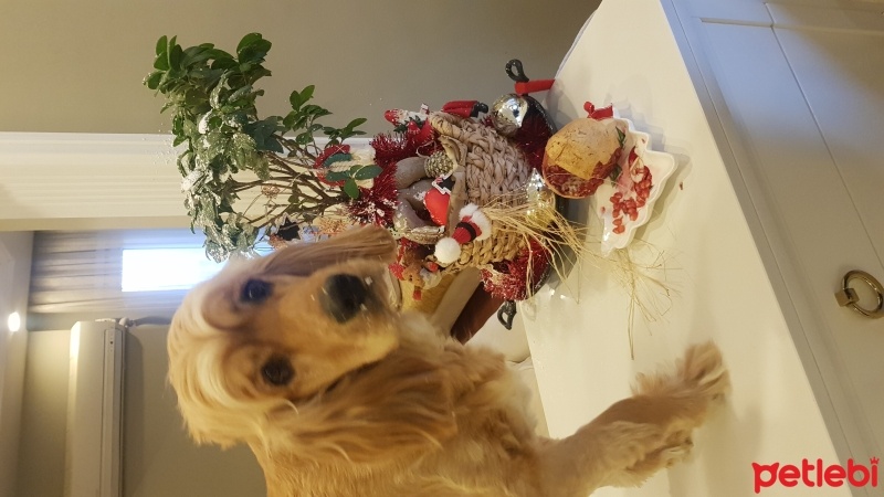 Amerikan Cocker Spaniel, Köpek  Lucky fotoğrafı