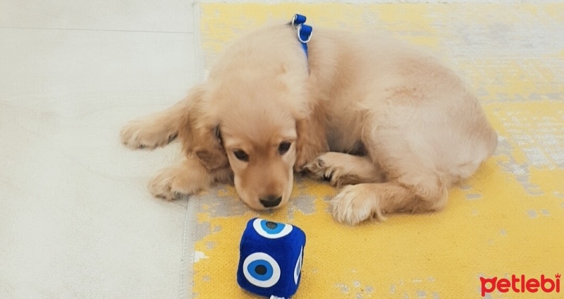 Amerikan Cocker Spaniel, Köpek  Lucky fotoğrafı