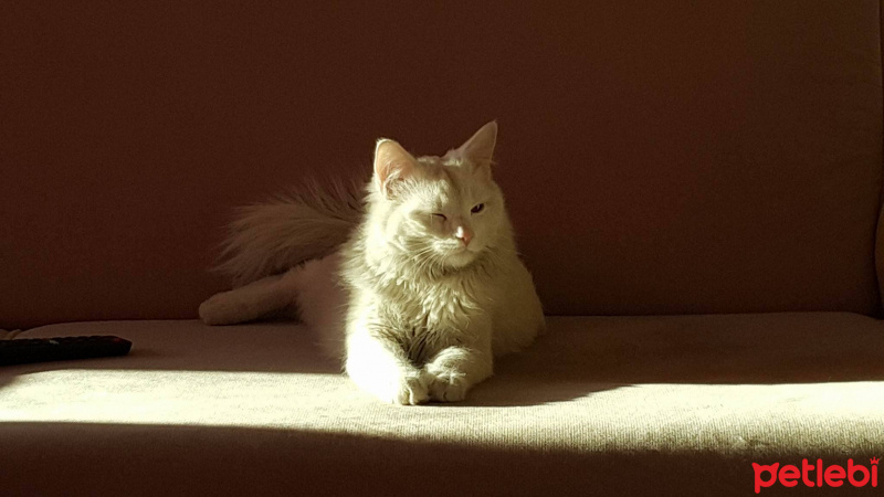 Ankara Kedisi, Kedi  tesla fotoğrafı