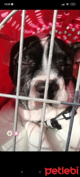 Fransız Bulldog, Köpek  Zeyna fotoğrafı