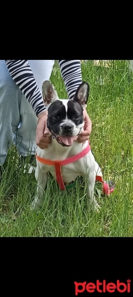 Fransız Bulldog, Köpek  Zeyna fotoğrafı
