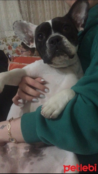 Fransız Bulldog, Köpek  Zeyna fotoğrafı