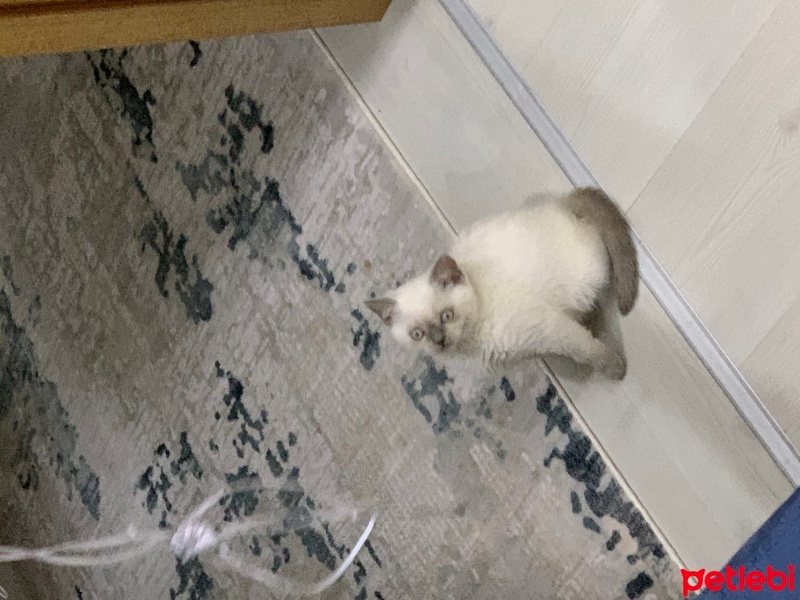 British Shorthair, Kedi  NANE-LİMON fotoğrafı