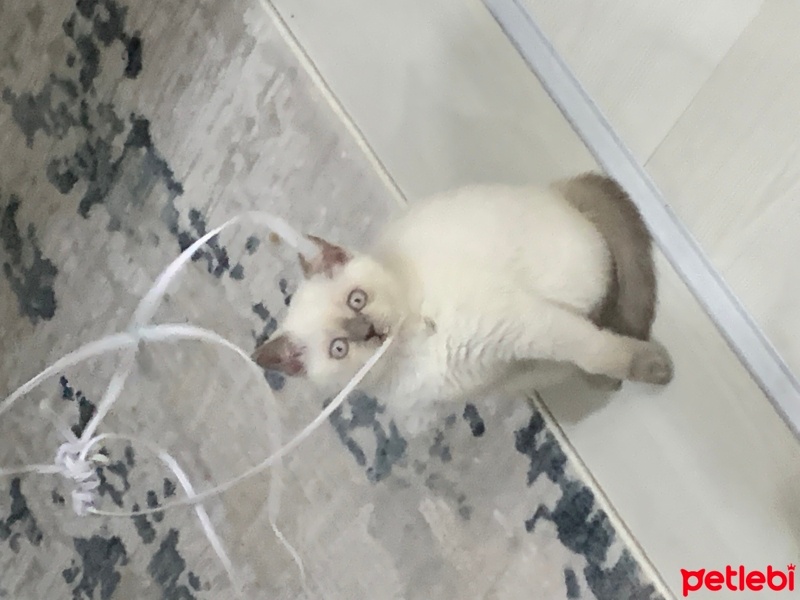 British Shorthair, Kedi  NANE-LİMON fotoğrafı