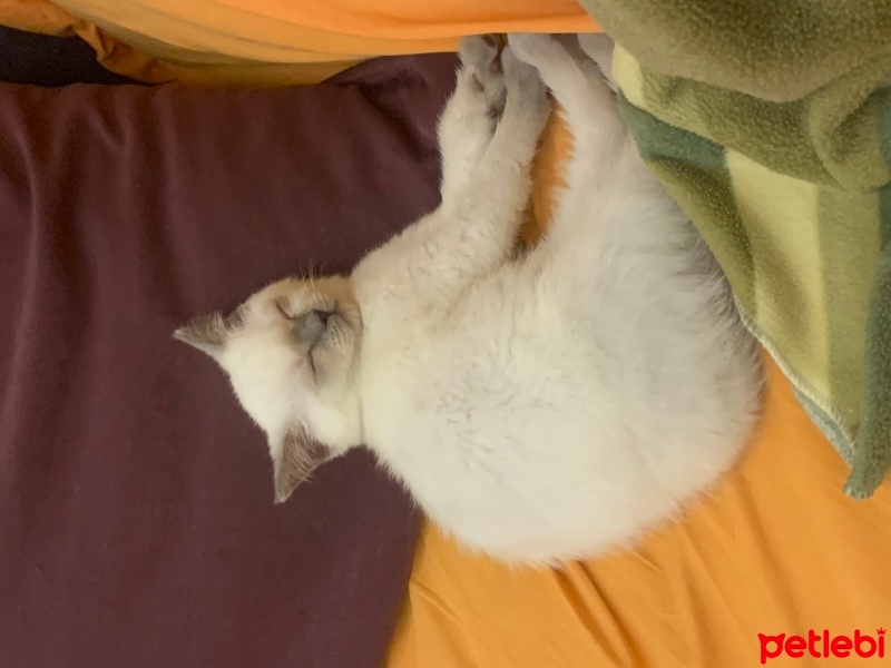 British Shorthair, Kedi  NANE-LİMON fotoğrafı