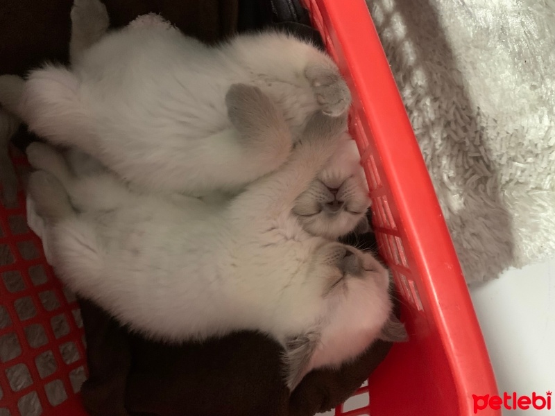 British Shorthair, Kedi  NANE-LİMON fotoğrafı