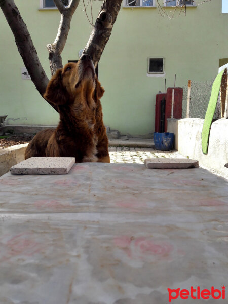  Köpek  Şira  fotoğrafı