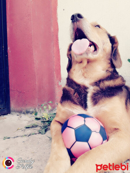  Köpek  Şira  fotoğrafı