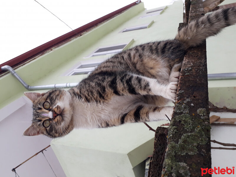  Köpek  Şira  fotoğrafı