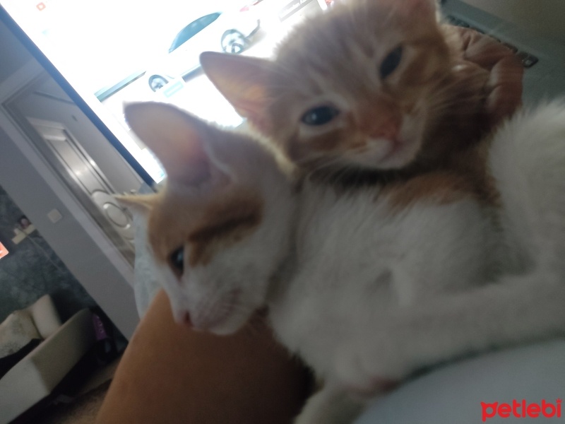 Sarman, Kedi  Badem ve tarçın fotoğrafı