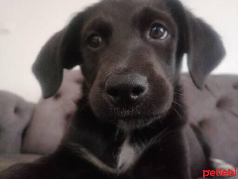 Labrador Retriever, Köpek  Zeytin fotoğrafı