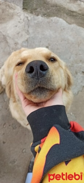 Golden Retriever, Köpek  Yuki fotoğrafı