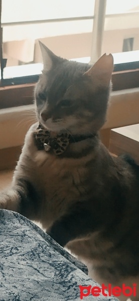 Tekir Kedi, Kedi  Anka fotoğrafı