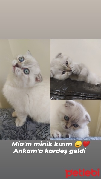 Scottish Fold, Kedi  Mia fotoğrafı
