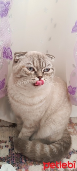 Scottish Fold, Kedi  Mia fotoğrafı