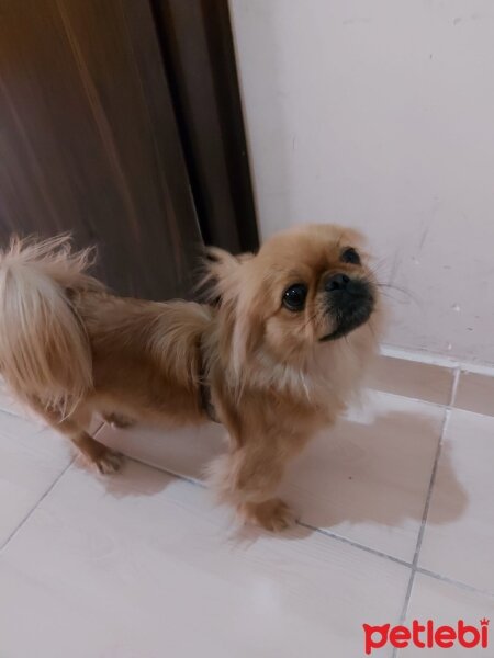 Pekingese, Köpek  Mia fotoğrafı