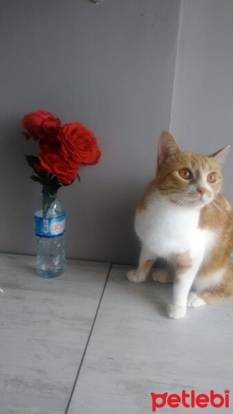 Sarman, Kedi  kavun fotoğrafı