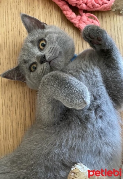 British Shorthair, Kedi  Duman fotoğrafı