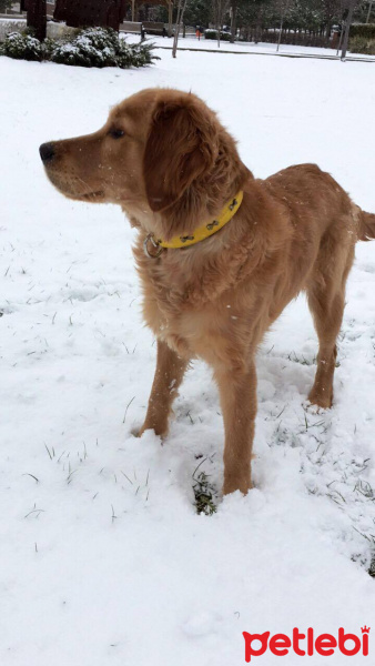 Golden Retriever, Köpek  Shila fotoğrafı