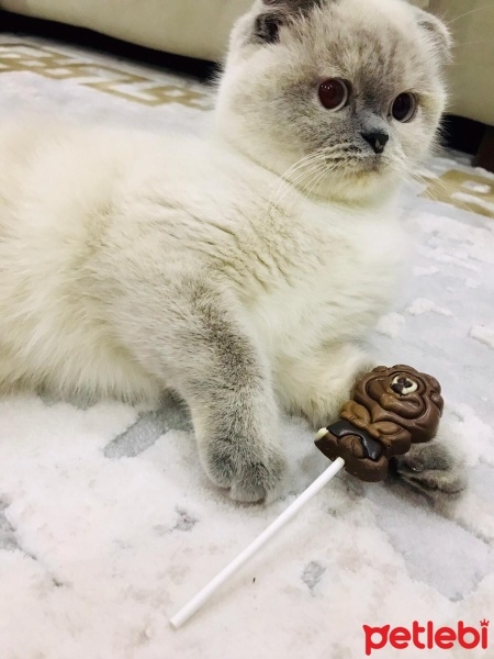 Scottish Fold, Kedi  mia fotoğrafı