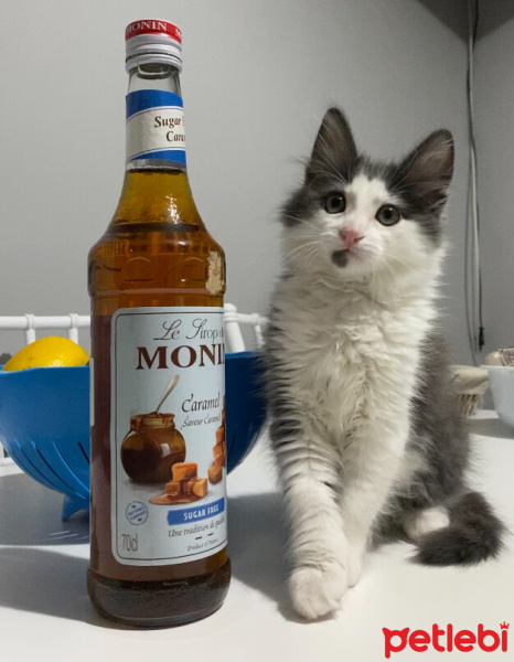 Norwegian Forest, Kedi  Venüs fotoğrafı