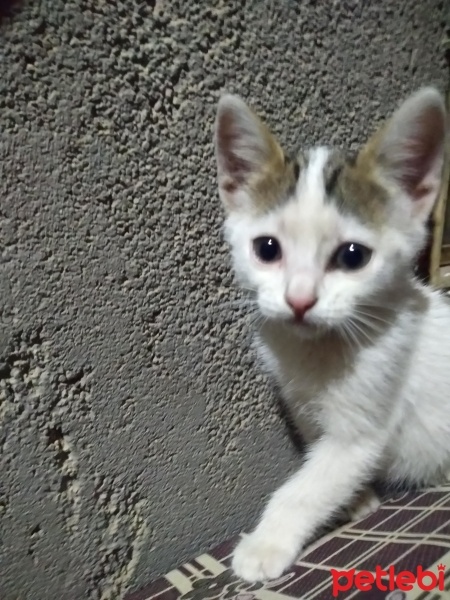 Tekir Kedi, Kedi  Minnoş fotoğrafı