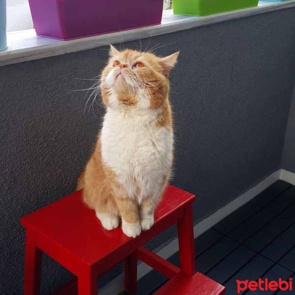 Exotic Shorthair, Kedi  Ballı fotoğrafı