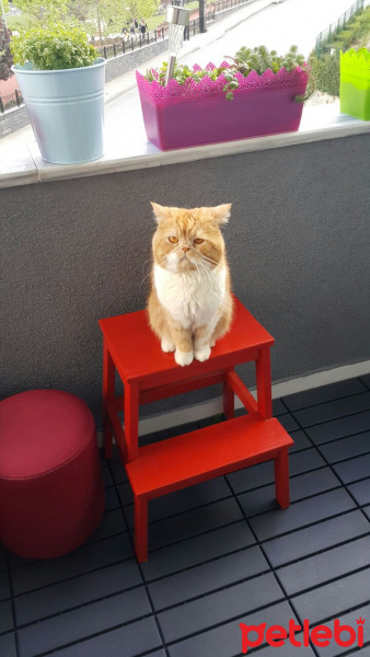 Exotic Shorthair, Kedi  Ballı fotoğrafı