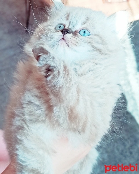 British Shorthair, Kedi  Zeytin fotoğrafı