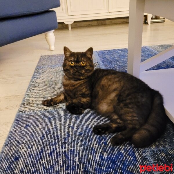 British Shorthair, Kedi  Lucy fotoğrafı