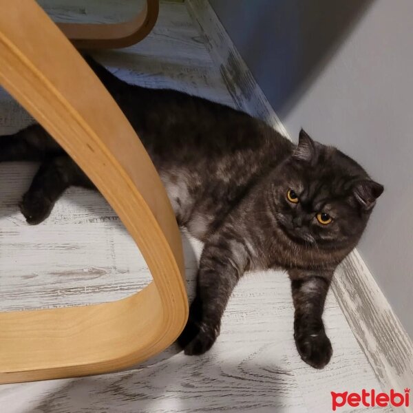 British Shorthair, Kedi  Lucy fotoğrafı