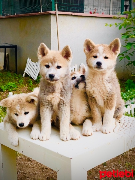 Akita İnu, Köpek  Japon Akita fotoğrafı