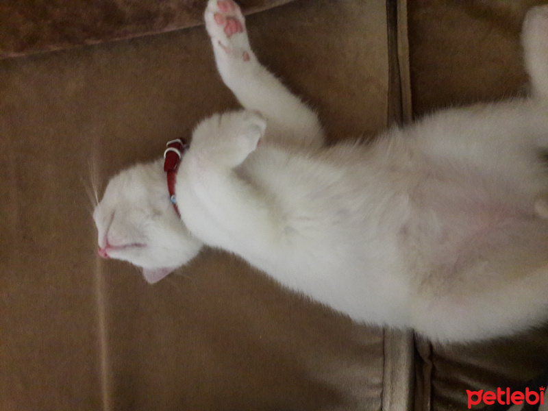 Tekir Kedi, Kedi  Atlas fotoğrafı