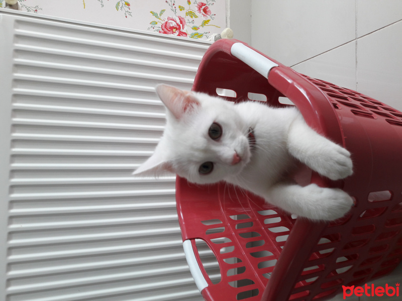 Tekir Kedi, Kedi  Atlas fotoğrafı