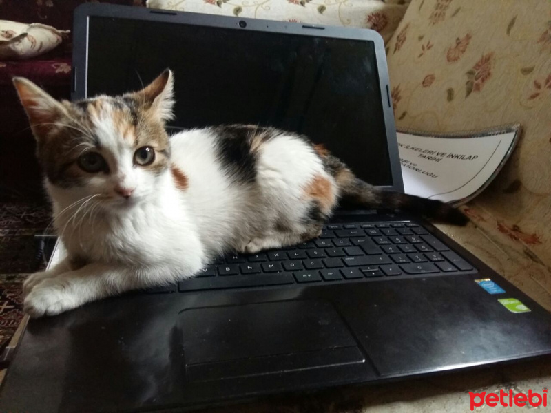 Soke, Kedi  Kimyon fotoğrafı