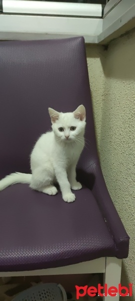 British Shorthair, Kedi  Pamuk fotoğrafı
