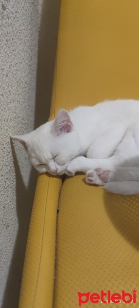 British Shorthair, Kedi  Pamuk fotoğrafı