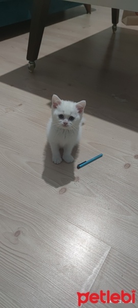 British Shorthair, Kedi  Pamuk fotoğrafı