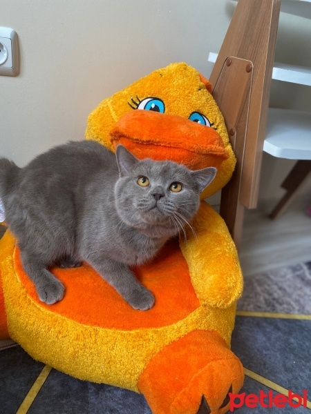 British Shorthair, Kedi  Pamuk fotoğrafı