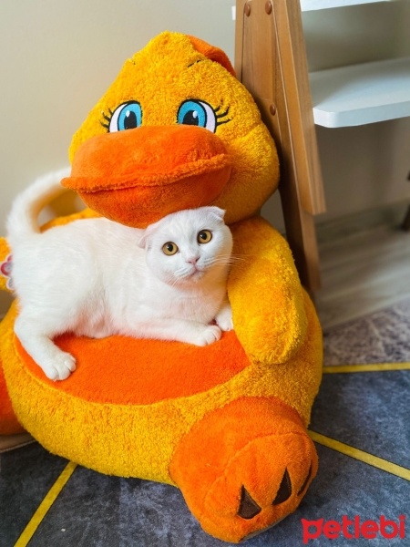 British Shorthair, Kedi  Pamuk fotoğrafı