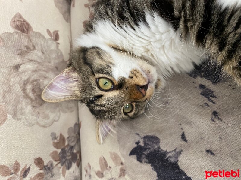 Norwegian Forest, Kedi  Leo fotoğrafı