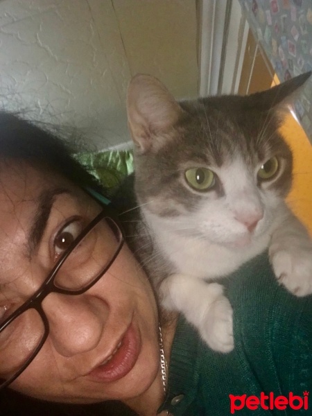 Colorpoint Shorthair, Kedi  Şanslı fotoğrafı