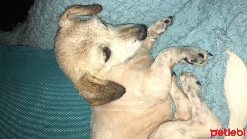 Beagle, Köpek  Hera fotoğrafı