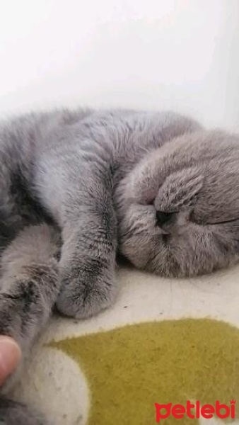 British Shorthair, Kedi  Bihter fotoğrafı
